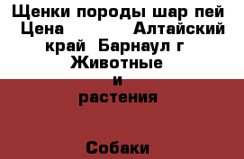 Щенки породы шар-пей › Цена ­ 5 000 - Алтайский край, Барнаул г. Животные и растения » Собаки   